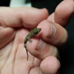 This baby gecko was in my laundry